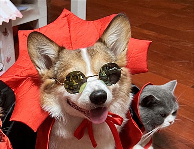 Halloween Pet Costume For Your Furry BFF!
