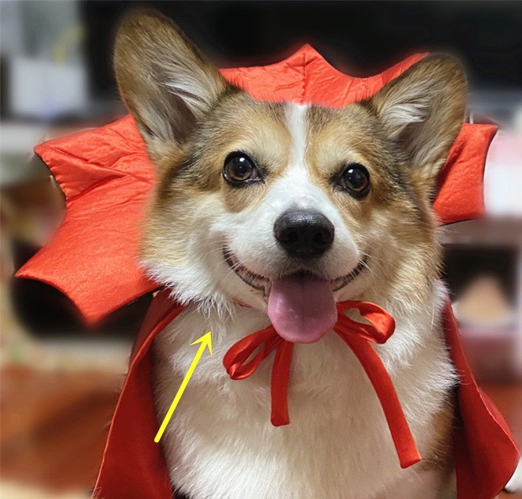 Halloween Pet Costume For Your Furry BFF!